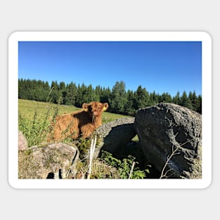 Scottish Highland Cattle Calf 1492 Sticker